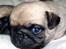 Mops Ibeth Pug Dominic Purcell - 19 døgn gammel
