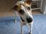 Whippet Hauxwells Thoth - Hej jeg hedder Hauxwells Thoth, men bliver kaldt Svipper