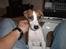 Whippet Hauxwells Thoth - Her er jeg ca 9 uger