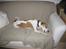 Whippet Hauxwells Thoth - Et ben i sofaen