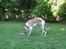 Whippet Hauxwells Thoth - Jeg elsker at lege i haven