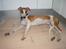 Whippet Hauxwells Thoth