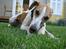 Whippet Hauxwells Thoth - Et ben i haven