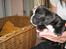 Fransk bulldog Enya - 4 uger gammel