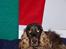 Cocker spaniel Emma 