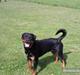 Rottweiler Bella *MIT ET & ALT* *R.I.P* 