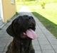 Cane corso Kiki