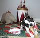 Boston terrier Bella