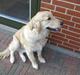 Golden retriever Felix