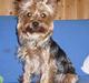 Yorkshire terrier Fifi