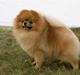 Pomeranian Roy