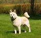 Norsk buhund Sille "RIP"