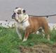 Engelsk bulldog Bull Suzy