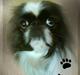 Pekingeser Merle R.I.P. 2006-2011