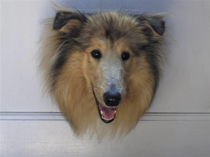 Collie langhåret Nitopets Impressive Inca - sådan ser det ud nu når hun skal bruge kattelemmen billede 11