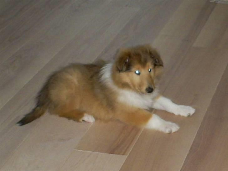 Collie langhåret Nitopets Impressive Inca billede 12