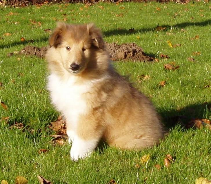 Collie langhåret Nitopets Impressive Inca - dagen efter vi havde hentet hende:D billede 13