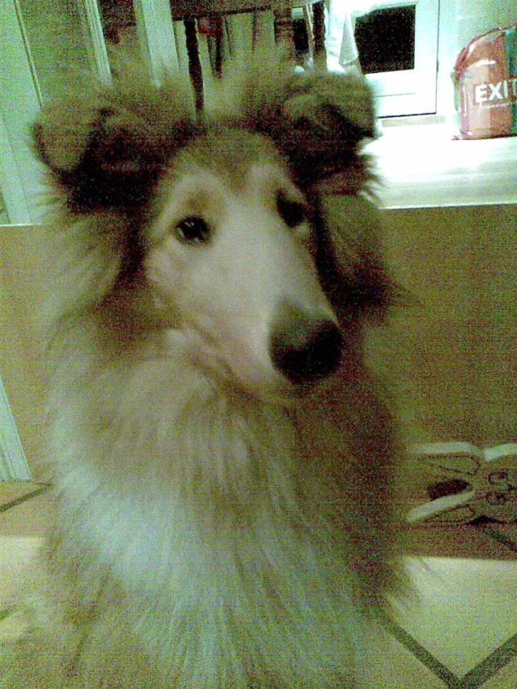 Collie langhåret Nitopets Impressive Inca billede 14