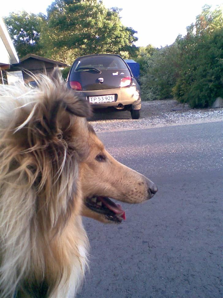 Collie langhåret Nitopets Impressive Inca billede 15