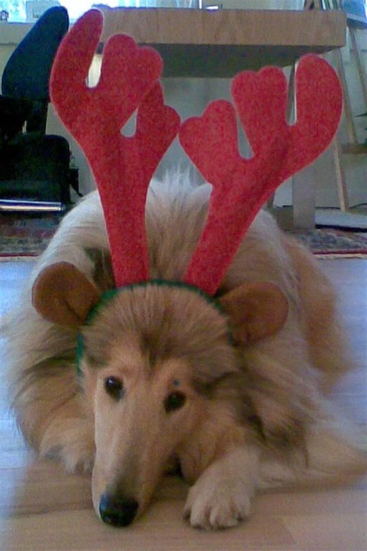 Collie langhåret Nitopets Impressive Inca - man kan også klæde hende ud:P billede 16