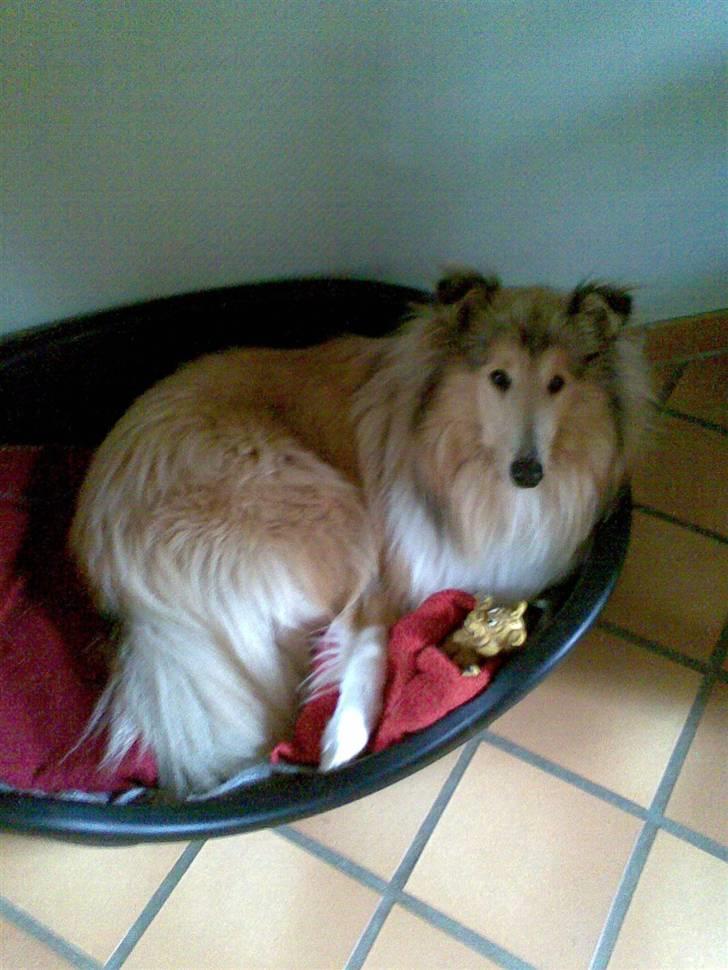 Collie langhåret Nitopets Impressive Inca - hun lægger med sin lille baby billede 17