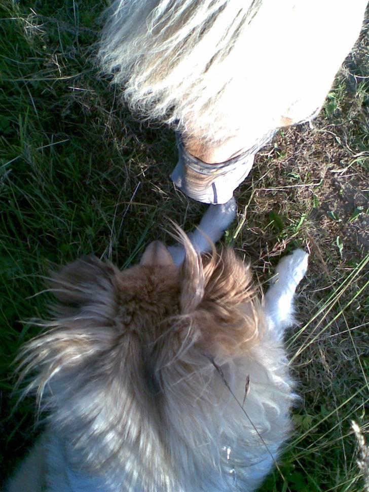 Collie langhåret Nitopets Impressive Inca - hun siger hej til hesten billede 18