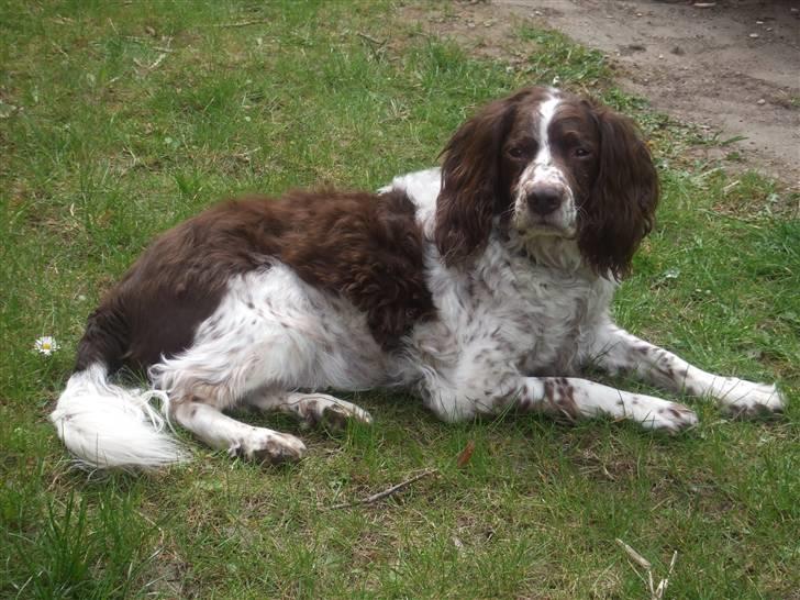 Field spaniel Balou billede 1