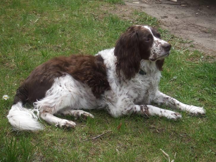 Field spaniel Balou billede 2