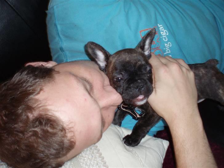 Fransk bulldog Rocko - Rocko 10 uger billede 6