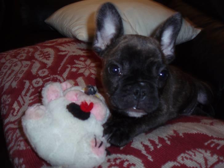 Fransk bulldog Rocko - Rocko 12 uger billede 7