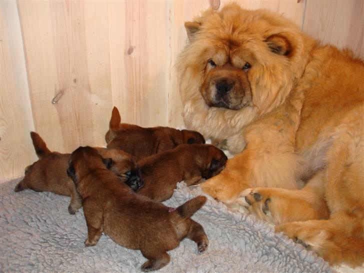 Chow chow Fuh-Thu-chow Inka-Rose - Se mine fine hvalpe billede 16