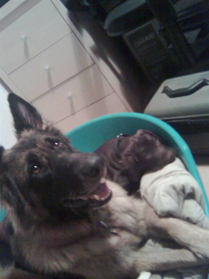 Blanding af racer kato - har lagt mig sammen med min pleje mor billede 10