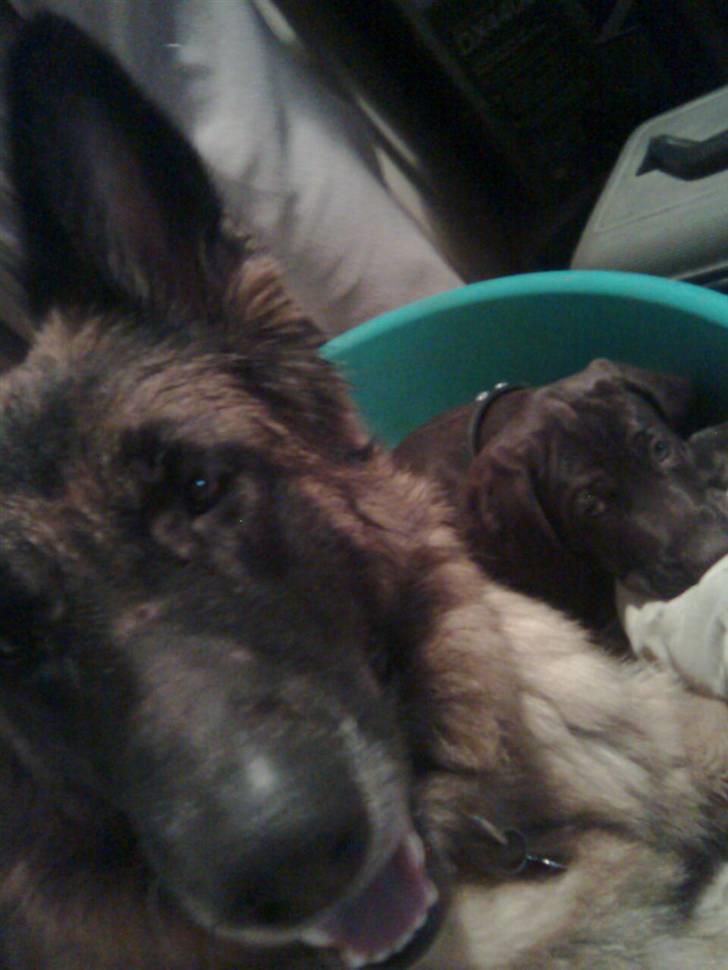 Blanding af racer kato - hehe jeg fik lov og ligge i lines kurv endelig.. billede 11