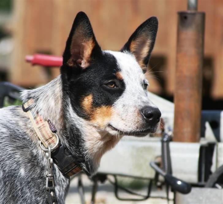 Australsk cattledog Archi billede 9