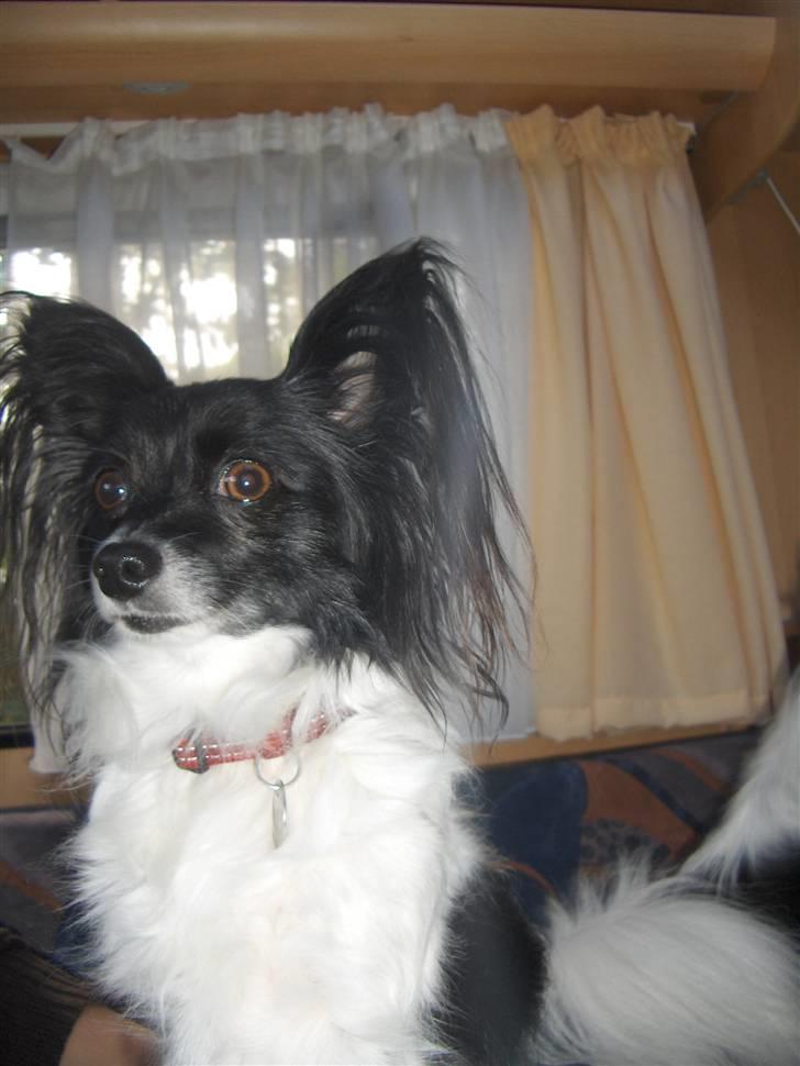 Papillon Molly billede 5