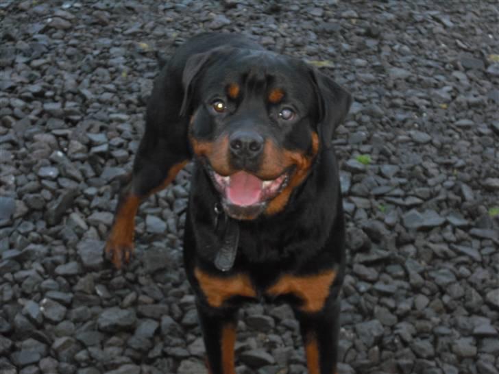 Rottweiler tyson billede 1