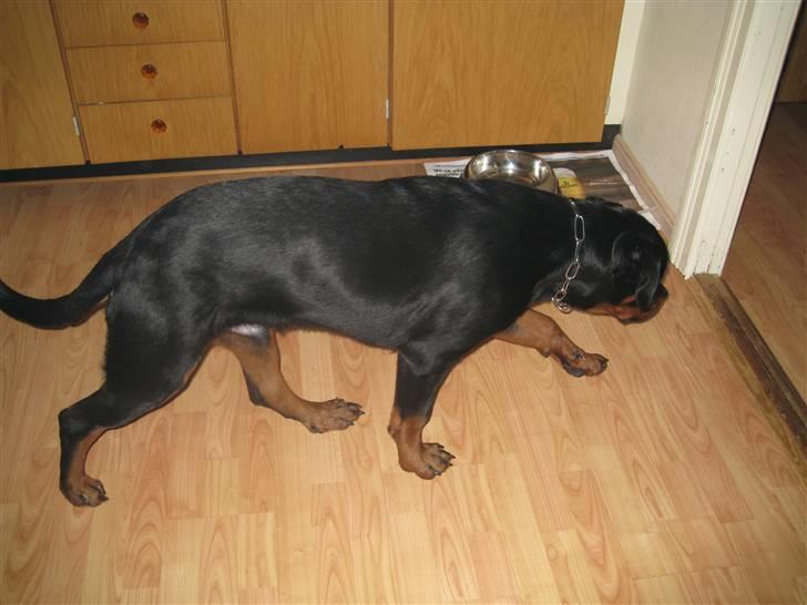 Rottweiler tyson billede 2