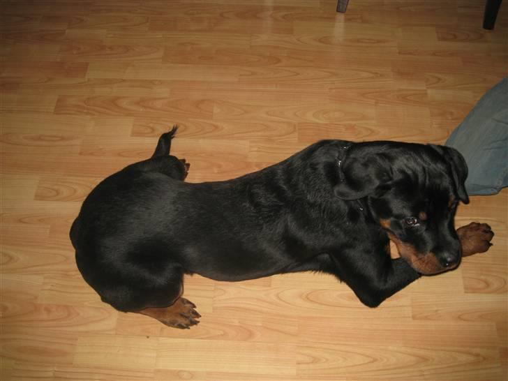 Rottweiler tyson billede 3