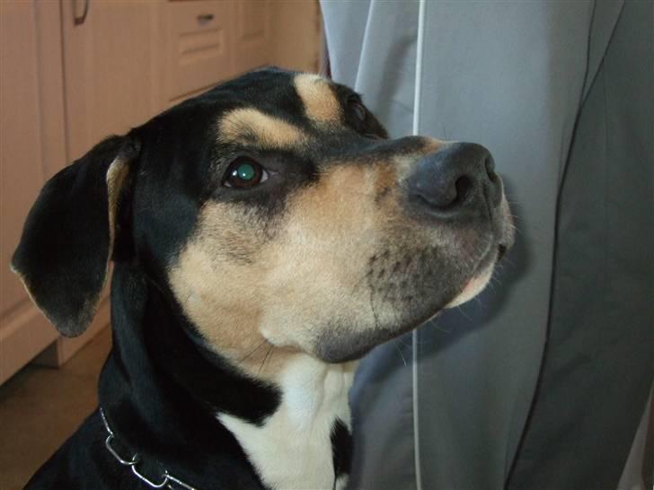 Blanding af racer Mars - Kigger lige med.. billede 2