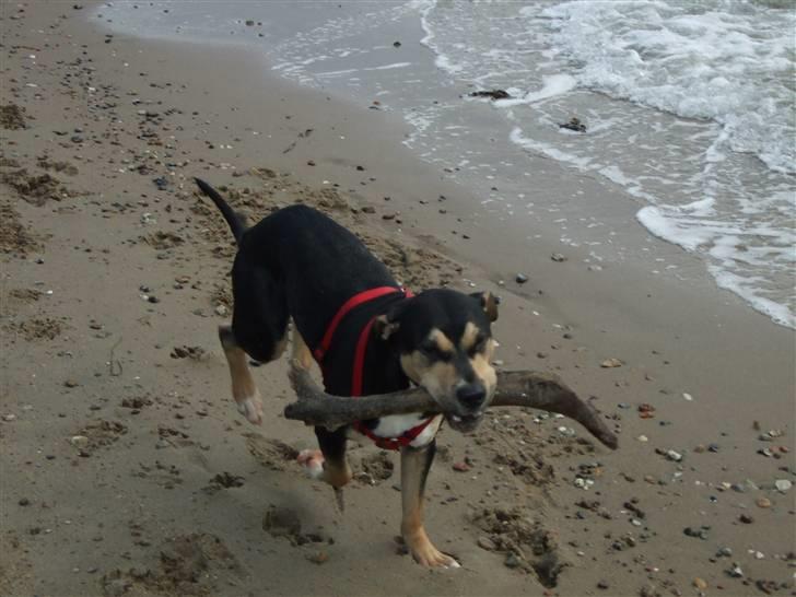 Blanding af racer Mars - Eeeej jeg fik den, kommer lige så i kan kaste den igen... billede 5