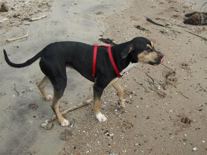 Blanding af racer Mars billede 6