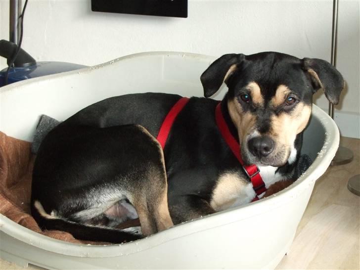 Blanding af racer Mars billede 7