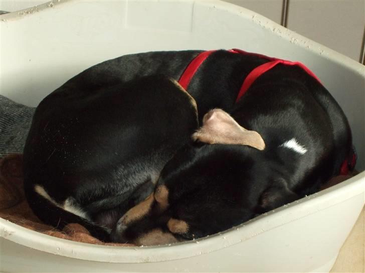 Blanding af racer Mars - Putter lige, er vi lidt træt... billede 8