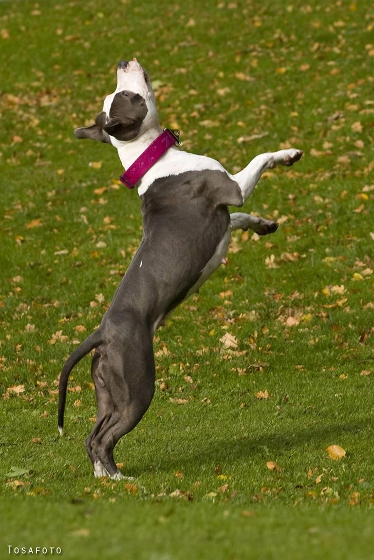 Amerikansk staffordshire terrier Akeela - På Skovtur.. billede 19