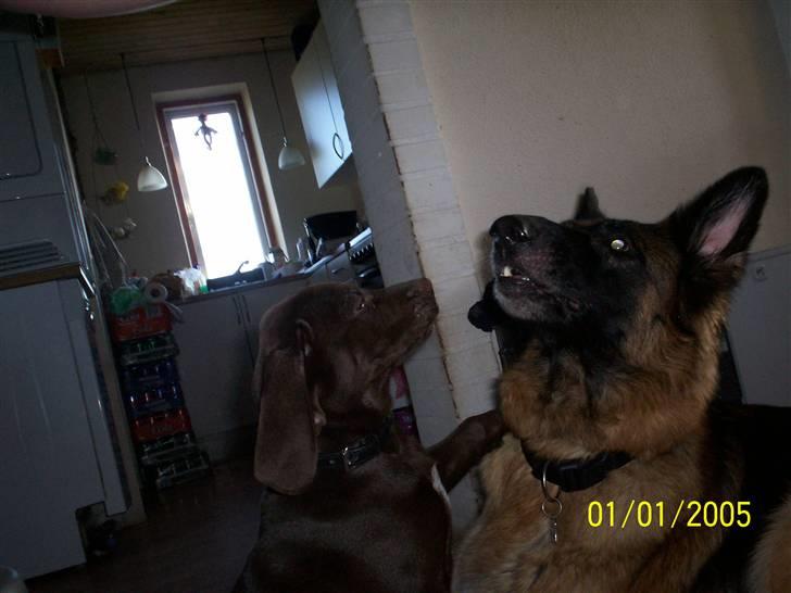 Blanding af racer kato billede 12