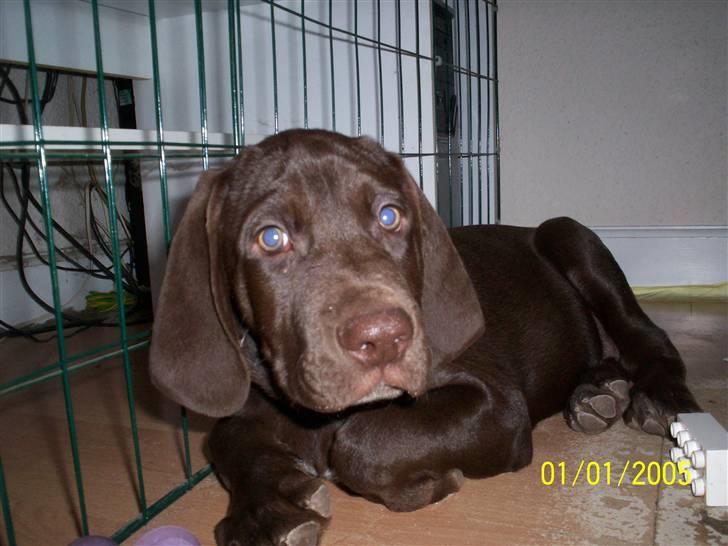 Blanding af racer kato billede 13