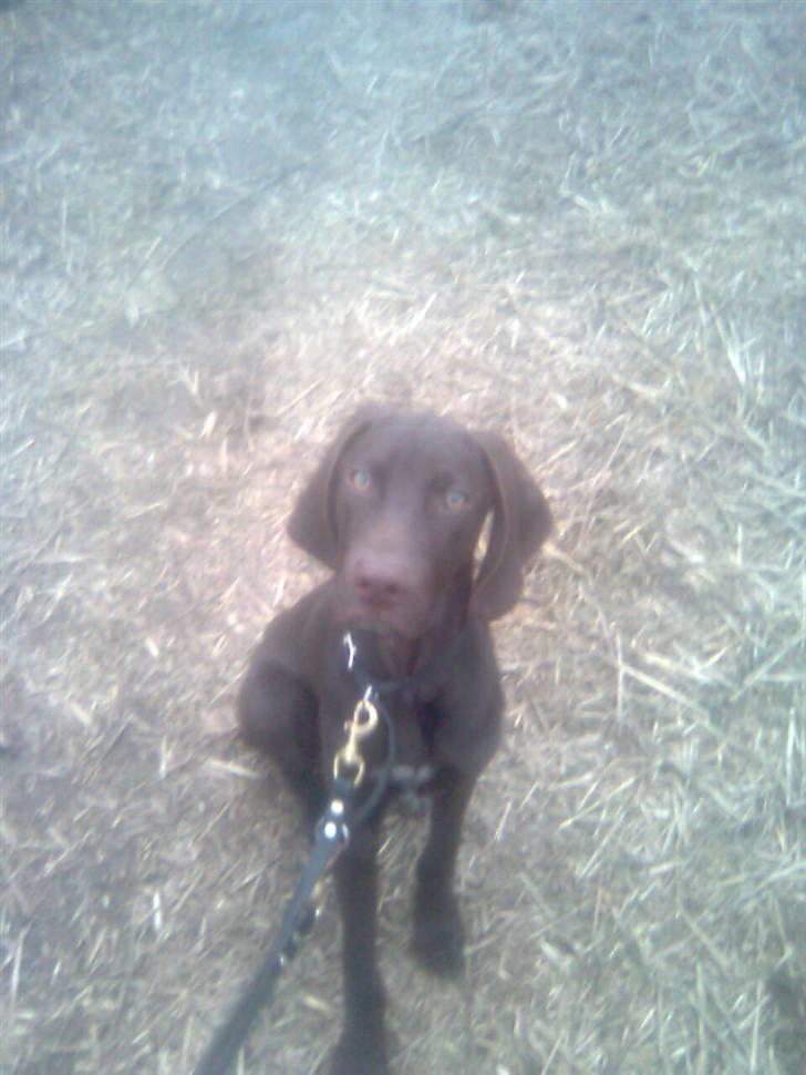 Blanding af racer kato billede 14