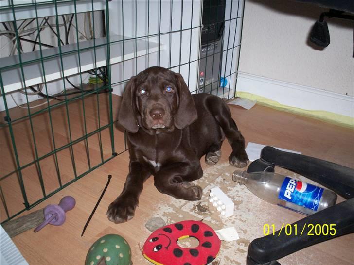 Blanding af racer kato billede 15