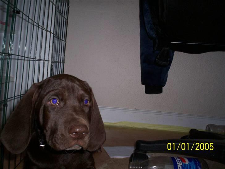 Blanding af racer kato billede 16