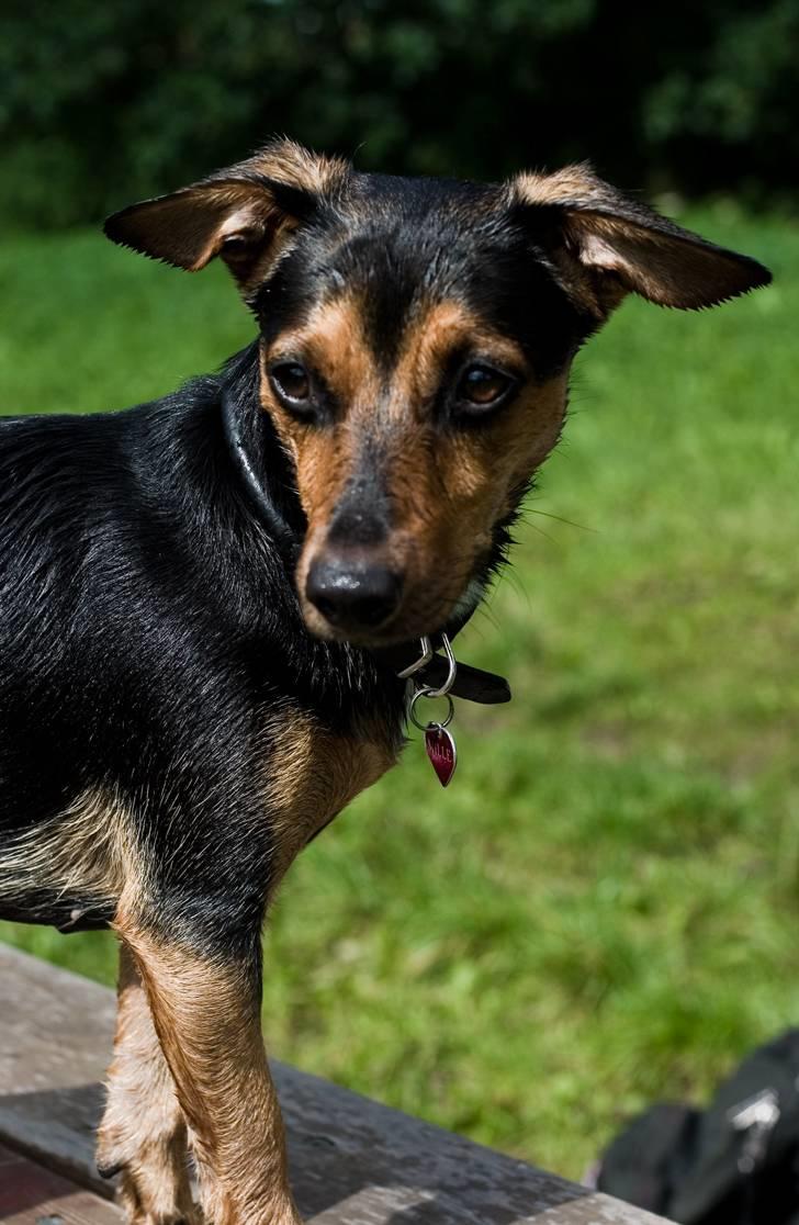 Blanding af racer Mille billede 3